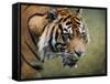 On the Prowl Bengal Tiger-Jai Johnson-Framed Stretched Canvas