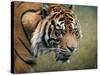 On the Prowl Bengal Tiger-Jai Johnson-Stretched Canvas