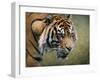 On the Prowl Bengal Tiger-Jai Johnson-Framed Giclee Print