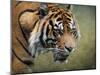 On the Prowl Bengal Tiger-Jai Johnson-Mounted Giclee Print