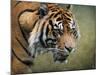 On the Prowl Bengal Tiger-Jai Johnson-Mounted Giclee Print