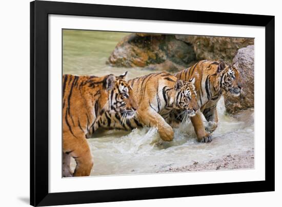 On the Prowl-Peter Adams-Framed Giclee Print