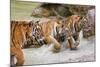On the Prowl-Peter Adams-Mounted Giclee Print