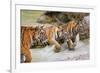 On the Prowl-Peter Adams-Framed Giclee Print