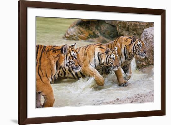 On the Prowl-Peter Adams-Framed Giclee Print