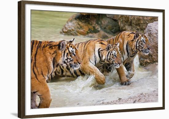 On the Prowl-Peter Adams-Framed Giclee Print