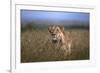 On the Prowl-Xavier Ortega-Framed Photographic Print