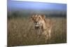 On the Prowl-Xavier Ortega-Mounted Photographic Print