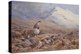On the Ptarmigan Ground watercolor-Archibald Thorburn-Stretched Canvas