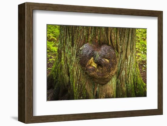 On the Trail of the Cedars, Glacier National Park, Montana, Usa-Russ Bishop-Framed Photographic Print