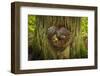 On the Trail of the Cedars, Glacier National Park, Montana, Usa-Russ Bishop-Framed Photographic Print