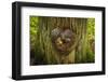 On the Trail of the Cedars, Glacier National Park, Montana, Usa-Russ Bishop-Framed Photographic Print