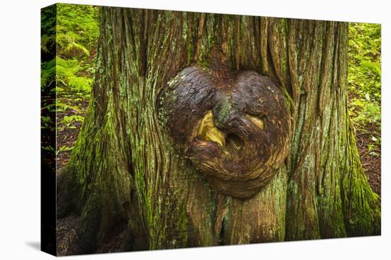 On the Trail of the Cedars, Glacier National Park, Montana, Usa-Russ Bishop-Stretched Canvas