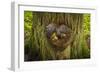 On the Trail of the Cedars, Glacier National Park, Montana, Usa-Russ Bishop-Framed Photographic Print