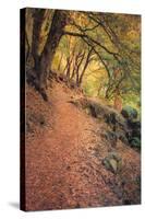 On the Trail to Chilnualna Falls, Yosemite-Vincent James-Stretched Canvas