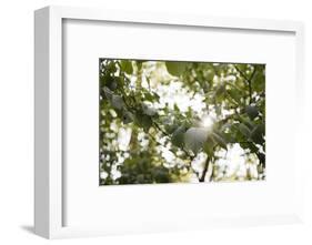 On the way in the Teutoburg Forest-Nadja Jacke-Framed Photographic Print