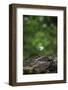 On the way in the Teutoburg Forest-Nadja Jacke-Framed Photographic Print