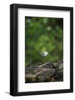 On the way in the Teutoburg Forest-Nadja Jacke-Framed Photographic Print