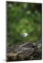 On the way in the Teutoburg Forest-Nadja Jacke-Mounted Photographic Print