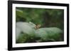 On the way in the Teutoburg Forest-Nadja Jacke-Framed Photographic Print