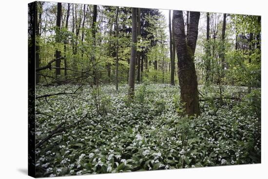 On the way in the Teutoburg Forest-Nadja Jacke-Stretched Canvas