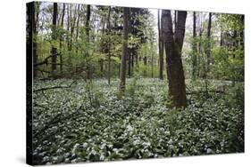 On the way in the Teutoburg Forest-Nadja Jacke-Stretched Canvas