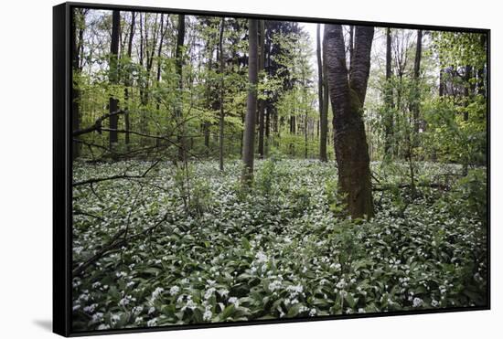 On the way in the Teutoburg Forest-Nadja Jacke-Framed Stretched Canvas