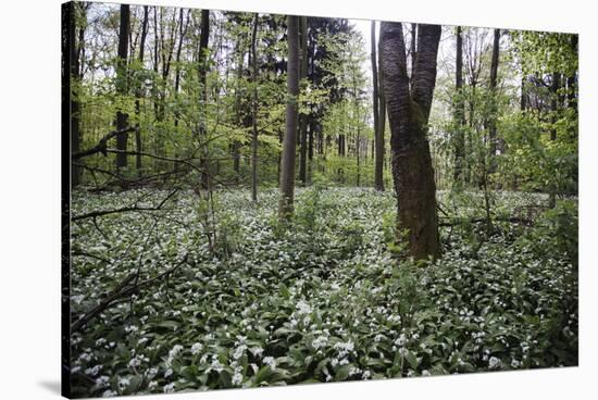 On the way in the Teutoburg Forest-Nadja Jacke-Stretched Canvas