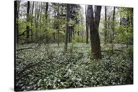 On the way in the Teutoburg Forest-Nadja Jacke-Stretched Canvas