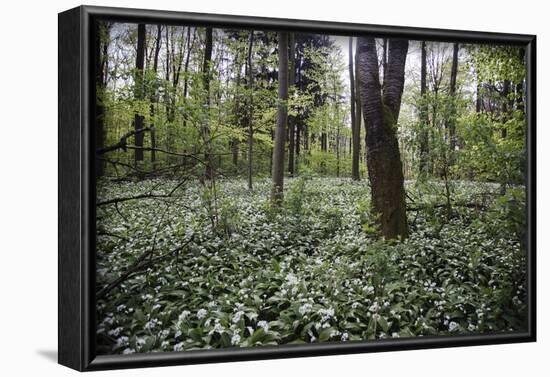 On the way in the Teutoburg Forest-Nadja Jacke-Framed Photographic Print