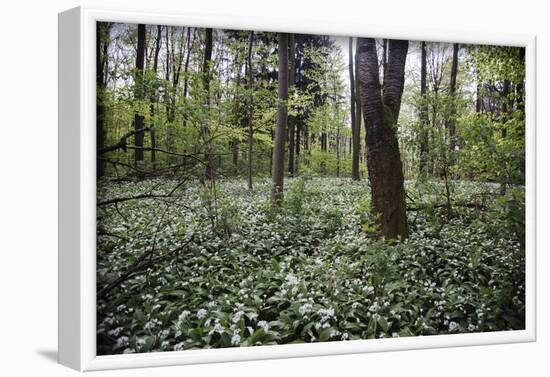 On the way in the Teutoburg Forest-Nadja Jacke-Framed Photographic Print