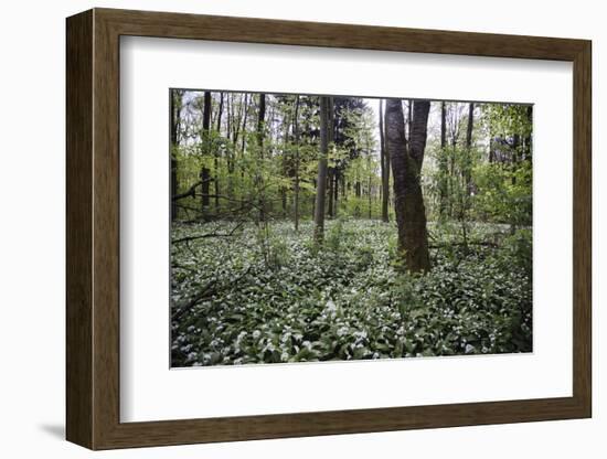 On the way in the Teutoburg Forest-Nadja Jacke-Framed Photographic Print