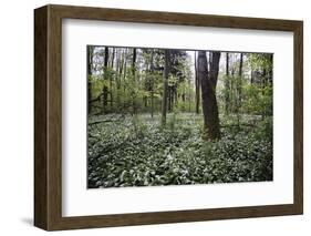 On the way in the Teutoburg Forest-Nadja Jacke-Framed Photographic Print