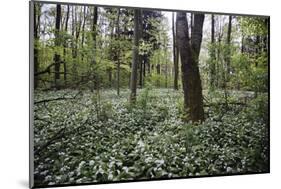 On the way in the Teutoburg Forest-Nadja Jacke-Mounted Photographic Print