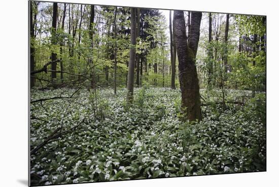 On the way in the Teutoburg Forest-Nadja Jacke-Mounted Photographic Print