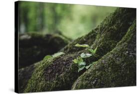 On the way in the Teutoburg Forest-Nadja Jacke-Stretched Canvas