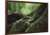 On the way in the Teutoburg Forest-Nadja Jacke-Framed Photographic Print