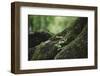 On the way in the Teutoburg Forest-Nadja Jacke-Framed Photographic Print