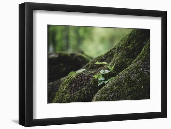 On the way in the Teutoburg Forest-Nadja Jacke-Framed Photographic Print