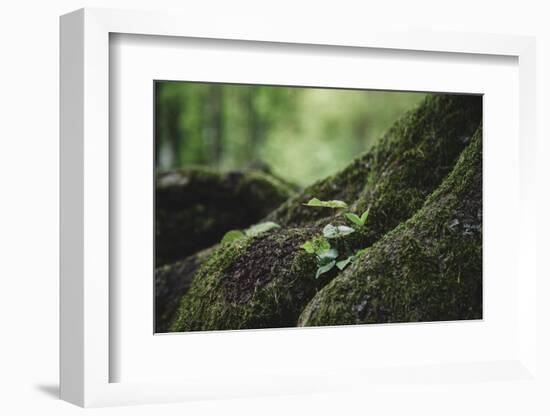 On the way in the Teutoburg Forest-Nadja Jacke-Framed Photographic Print