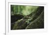 On the way in the Teutoburg Forest-Nadja Jacke-Framed Photographic Print