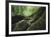 On the way in the Teutoburg Forest-Nadja Jacke-Framed Photographic Print