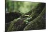 On the way in the Teutoburg Forest-Nadja Jacke-Mounted Photographic Print