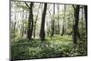 On the way in the Teutoburg Forest-Nadja Jacke-Mounted Photographic Print