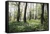 On the way in the Teutoburg Forest-Nadja Jacke-Framed Stretched Canvas