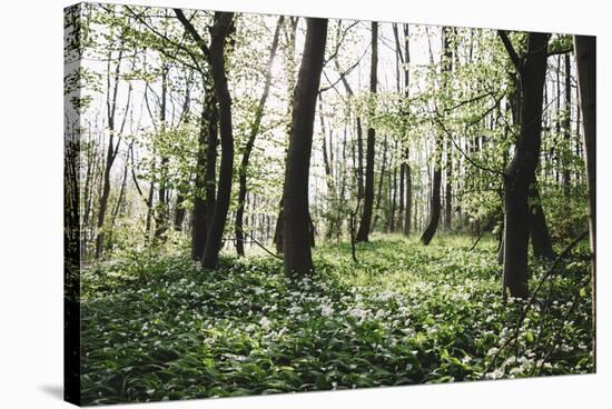 On the way in the Teutoburg Forest-Nadja Jacke-Stretched Canvas