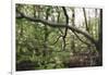 On the way in the Teutoburg Forest-Nadja Jacke-Framed Photographic Print