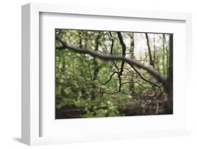 On the way in the Teutoburg Forest-Nadja Jacke-Framed Photographic Print