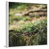 On the way in the Teutoburg Forest-Nadja Jacke-Framed Photographic Print