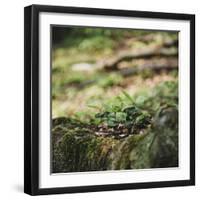 On the way in the Teutoburg Forest-Nadja Jacke-Framed Photographic Print